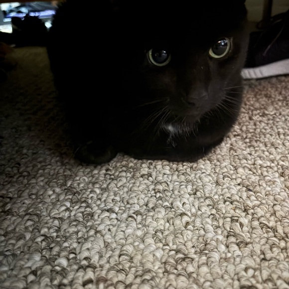 Meet your Posher, Alexandrea - Picture 3 of 7